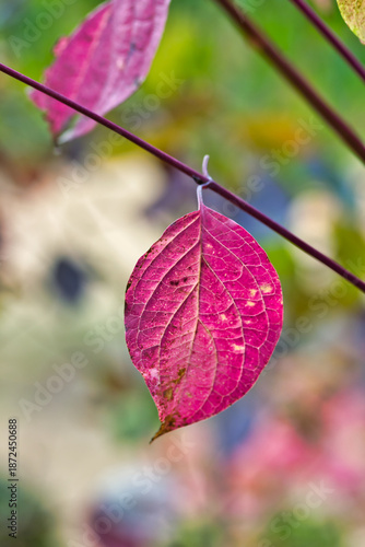 Wonderful macro picture of a red purple leaf in the fall, with a shallow depth in teh background.