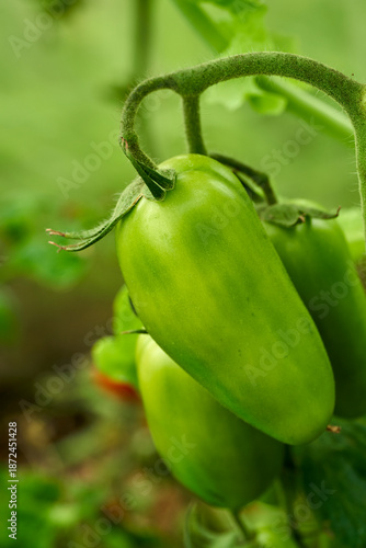 Green chilli peppers, green greenhouse background