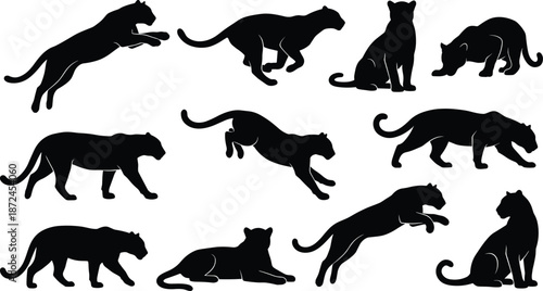 Big cat silhouette set, panther poses, leopard vector graphic, crouching feline icon, running wild cat illustration, sitting panther clipart, lying leopard design, feline motion study