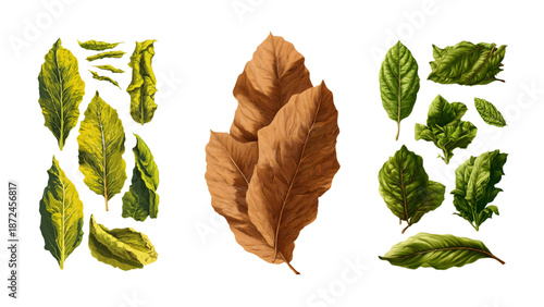 set of green and dry tobacco leaves