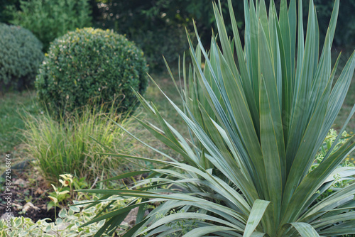 plants and bushes outdoor i...