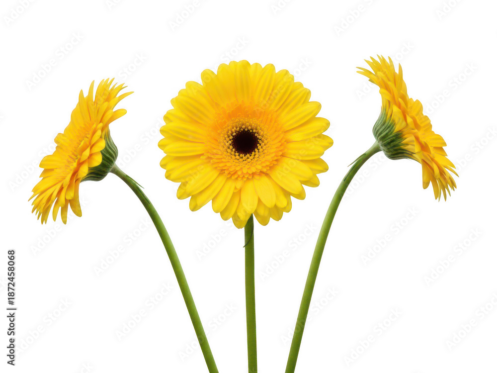 Naklejka premium Bright Yellow Gerbera Daisies Three Blooming Flowers on Slender Green Stems Black Background