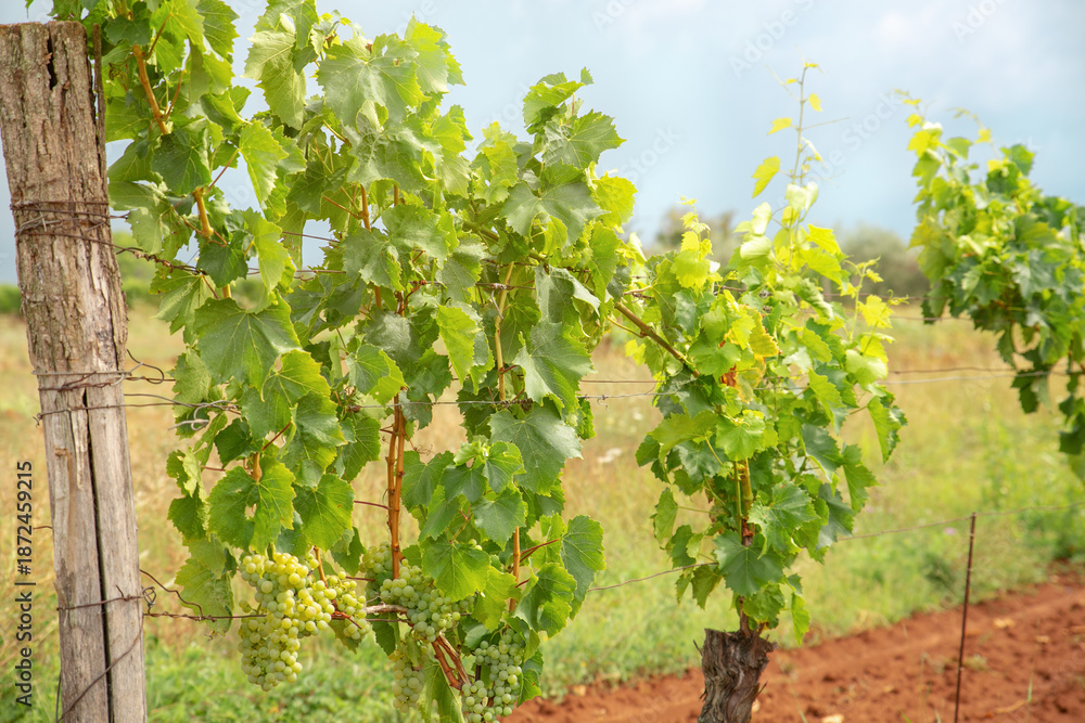Fototapeta premium Detail shot of lush green grapevines with developing grape bunches in a Croatian vineyard on red soil. Winemaking process and Mediterranean agriculture in the Istria or Dalmatia region.