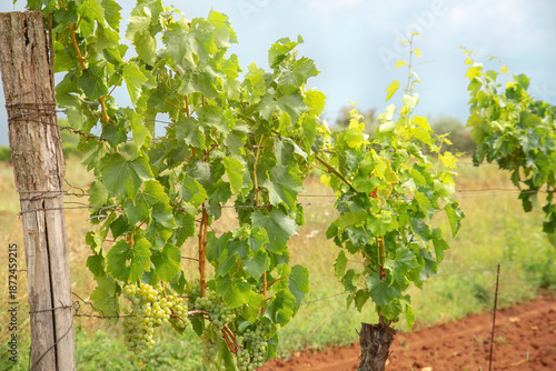 Detail shot of lush green grapevines with developing grape bunches in a Croatian vineyard on red soil. Winemaking process and Mediterranean agriculture in the Istria or Dalmatia region.
