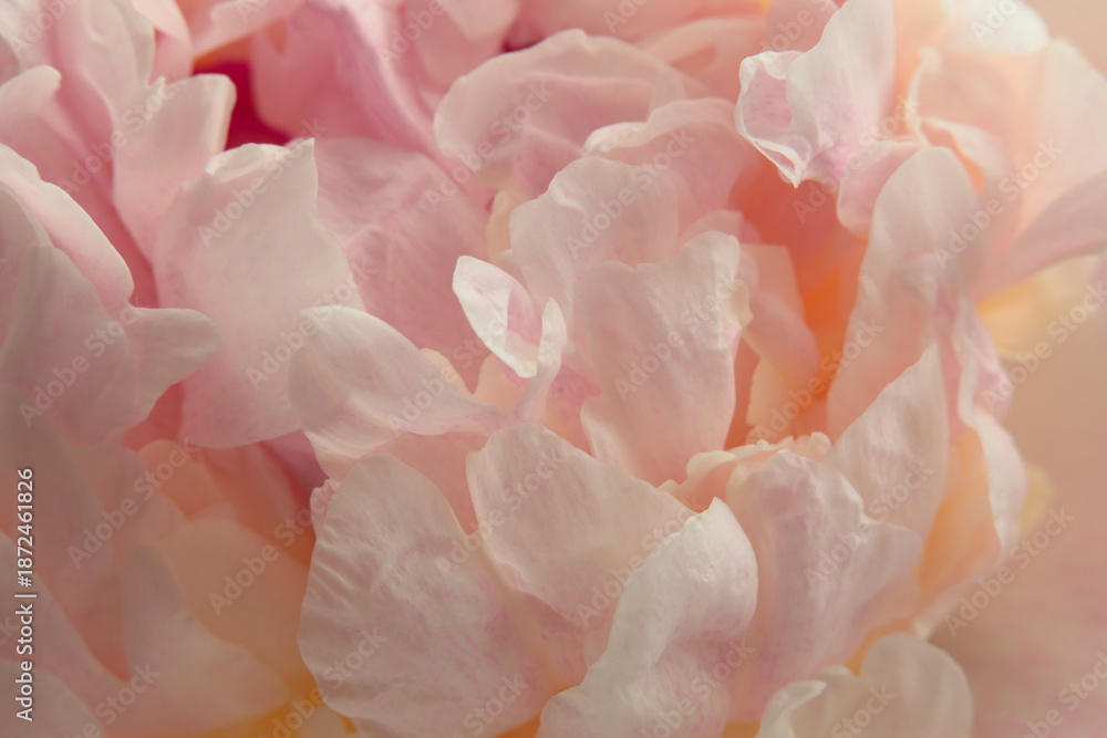 Fototapeta premium Smoke close-up selective soft focus cream beige, pink Peony Flower Petals bud. Macro blur natural abstract background.