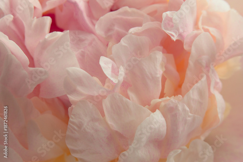 Wallpaper Mural Smoke close-up selective soft focus cream beige, pink Peony Flower Petals bud. Macro blur natural abstract background. Torontodigital.ca