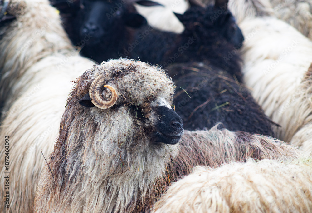 Naklejka premium sheep outdoors on farm in winter