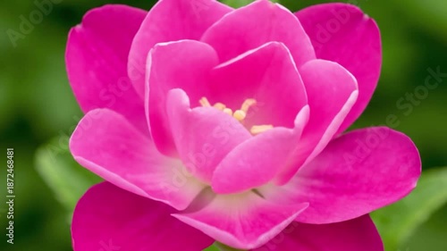 Beautiful Macro Time-Lapse of a Flower Blooming from Bud to Full Bloom