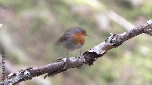 Pettirosso sotto la nevicata – European robin in snowfall – Erithacus rubecula	