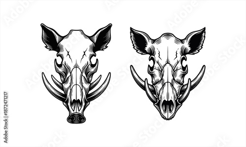 Detailed illustration of two wild boar skulls with prominent tusks.