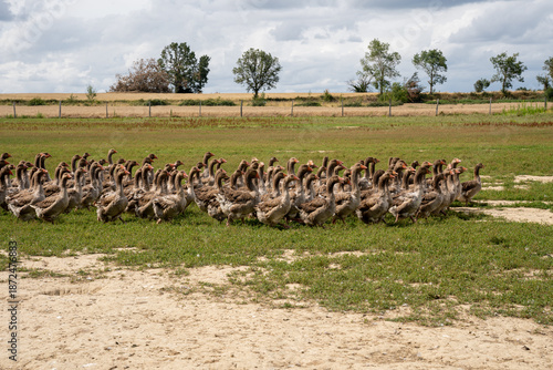 Bild auf Leinwand Groupe d'oies sur un parcours