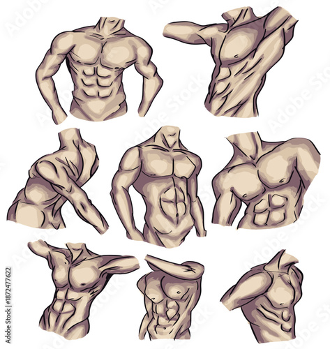Muscular male torso set with different angles