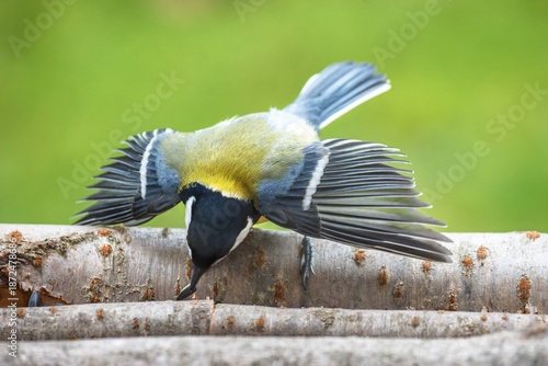Great tit spreads its wings threateningly on a sunflower seed feeder. Czech Republic.