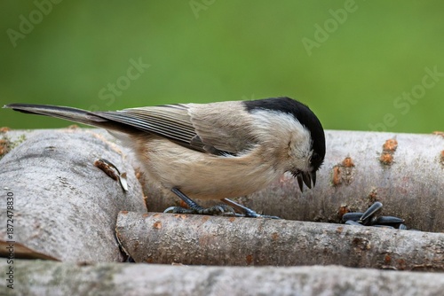 Marsh tit (Parus palustris) at a sunflower seed feeder. Czech Republic.