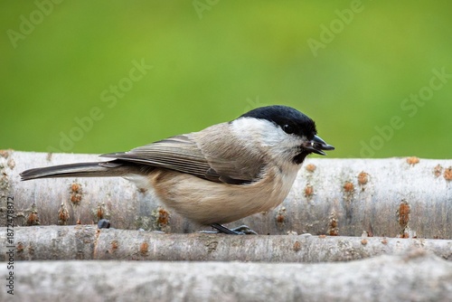 Marsh tit (Parus palustris) at a sunflower seed feeder. Czech Republic.