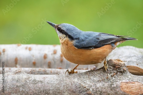 Nuthatch ( Sitta europae ) looks around at a bird feeder. Czech Republic.
