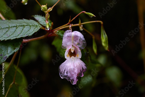 Tiny and Beautiful Purple Flower