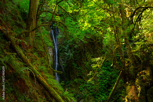 Dramatic wild scenery in the dense rainforest with lush foliage, large ferns and green moss, waterfall is falling from the high cliff in the rocky terrain. Niagara fall, Vancouver Island, BC, Canada.