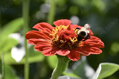 Bumble bee on red Mexican sunflower with soft blurred background