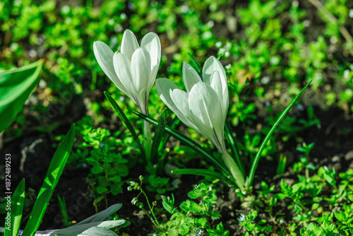 Blooming crocuses in a spring garden within the city. Macro shot of colorful flowers and petals