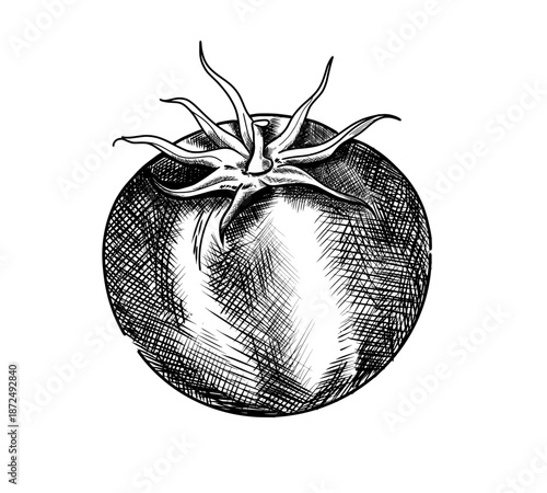 Tomato illustration hand drawing
