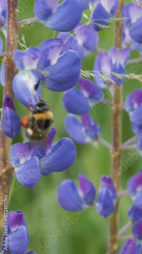Bumblebee collecting nectar from purple lupine flower