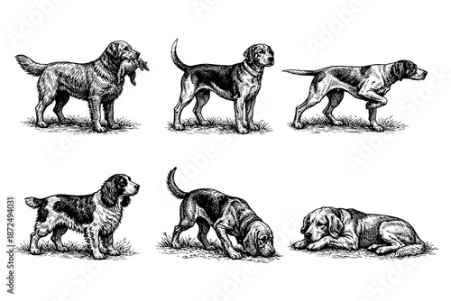 Vintage dog breeds engraving style set in detailed black and white