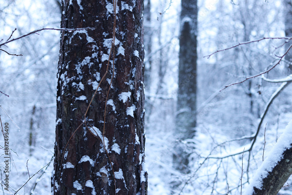 Fototapeta premium Tree trunk on a background of a snowy forest. Winter. Tree with snow on the bark, blurred background. Nature in winter. Snow-covered forest