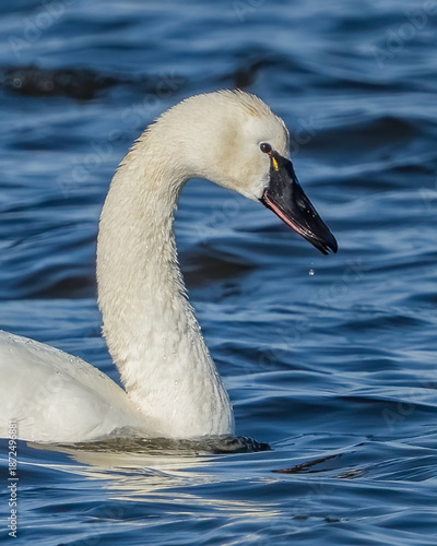Tundra Swan on the lake