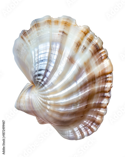 polished seashell with pearlescent shine and detailed texture, natural coastal element, isolated on white background, clean artwork, no writing or symbols, pure image 