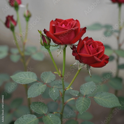 Wallpaper Mural Red rose flower icon with blooming petals, green stem and leaf for romantic floral decoration Torontodigital.ca