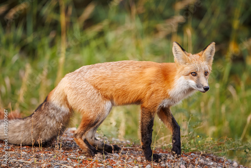 Fotografía Red fox scavenging for food
