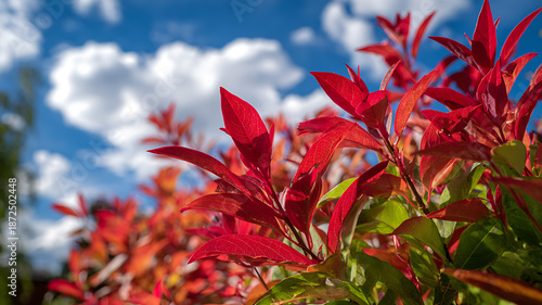 A bright autumn shrub with bright red leaves surrounded by lush green foliage, clear blue sky with a few white clouds, sunlight emphasizing the vivid contrast of colors, nature photography.