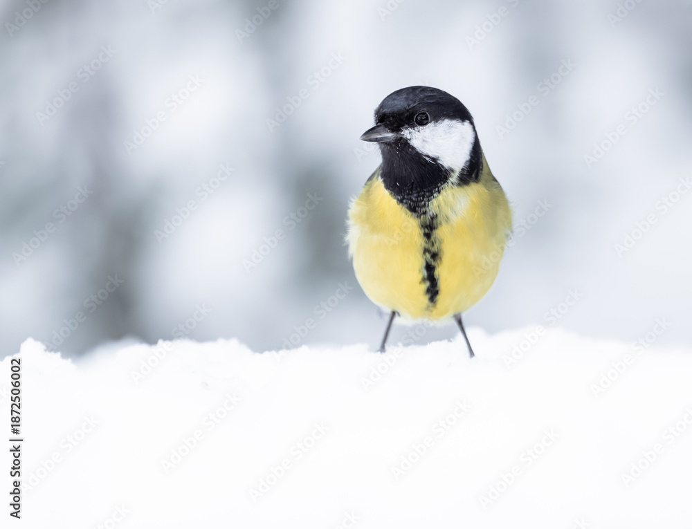 Obraz premium blue tit in snow