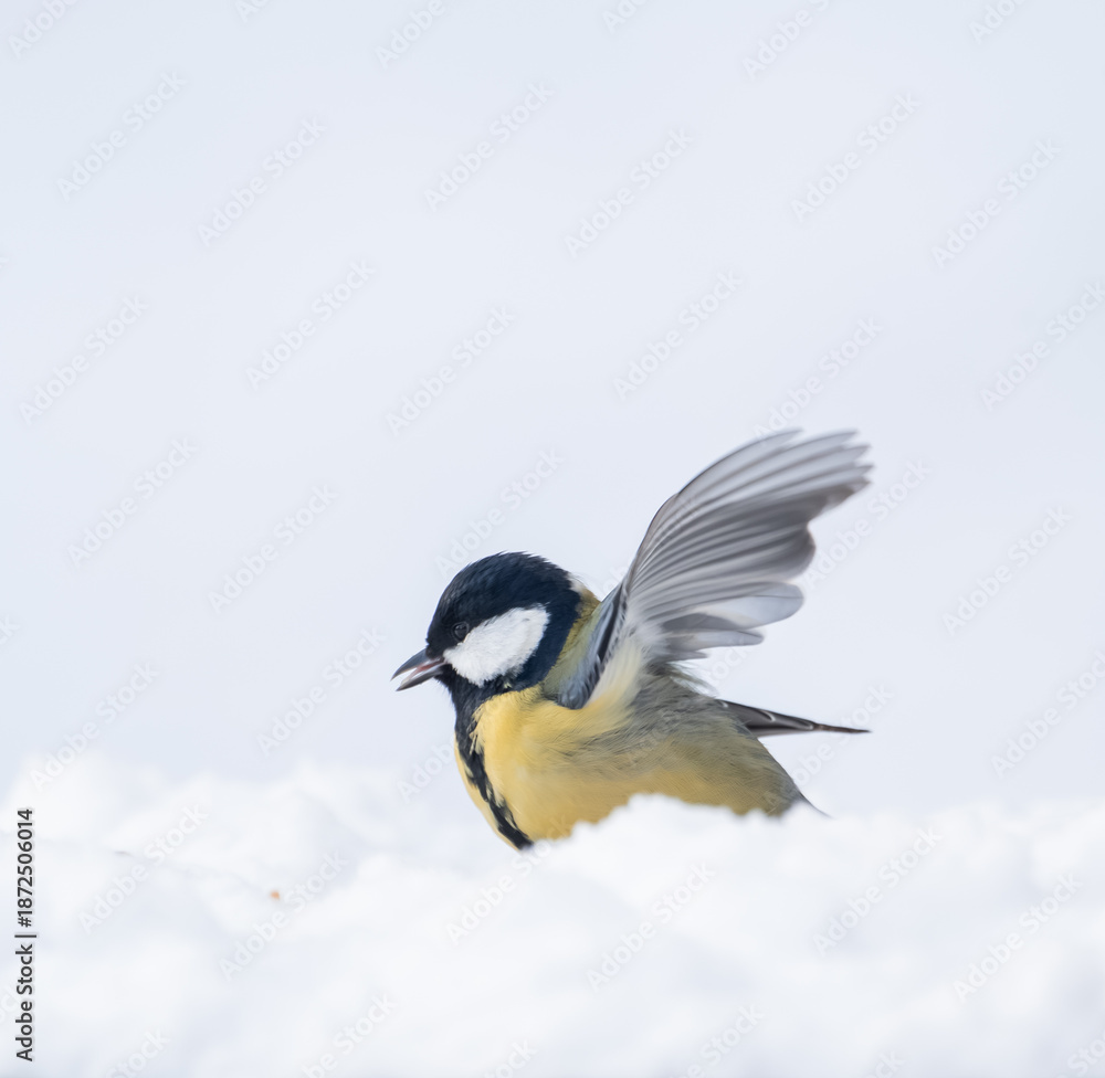 Obraz premium blue tit in snow