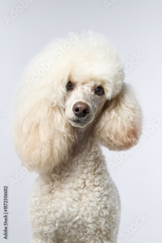 A white poodle slightly tilts its head while facing the camera. The soft lighting enhances the studio portrait feel. © Anna Averianova
