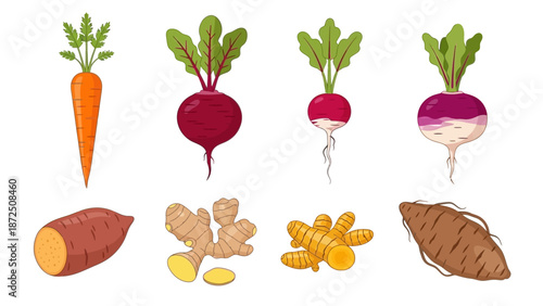 Collection of assorted root vegetables and spices including carrot, beet, radish, turnip, sweet potato, ginger, and turmeric root