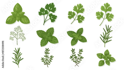 Collection of various fresh herbs and spices commonly used in cooking and culinary applications