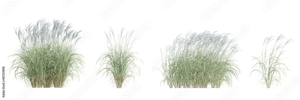 Ταπετσαρία 3D Miscanthus Sinensis Plant with Lush Foliage in Natural Landscape Setting on T