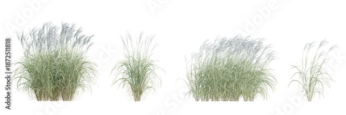 Photos 3D Miscanthus Sinensis Plant with Lush Foliage in Natural Landscape Setting on T