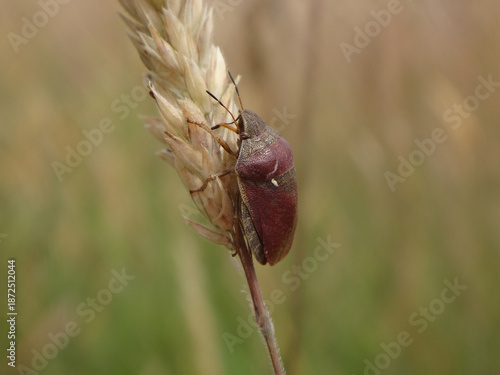 Tortoise bug (Eurygaster testudinaria) sitting on a dry ear of grass