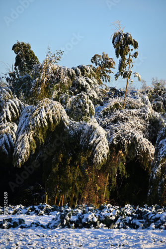 Wallpaper Mural 千葉県松戸市、正月の雪（2026年） Torontodigital.ca
