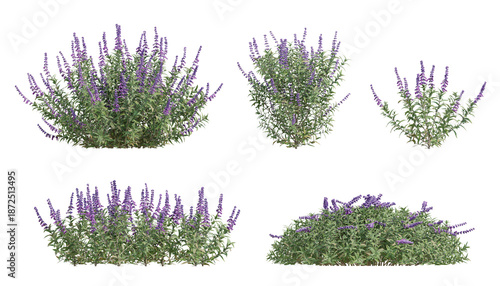 Cuadro en lienzo 3D Render of Salvia Leucantha Plant Displaying Vibrant Purple Blooms on Transpar