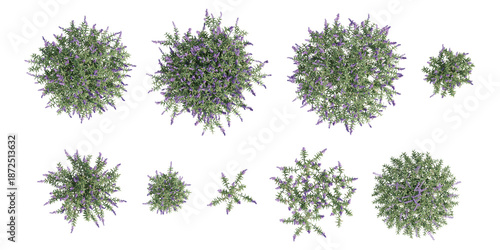 Top View Composition of Various 3d Salvia Leucantha Plants Featuring Lush Green Foliage and Purple Flowers on Transparent Background