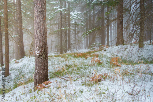 erster Schnee im Märchenwald