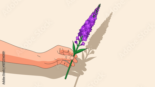 hand holding purple flower with green stem and leaves casting a shadow on a light background for nature botanical and spring concepts