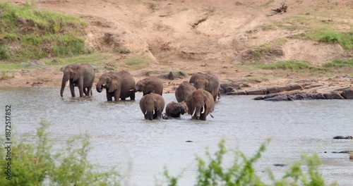 Large African elephant family crosses the river in Kruger National Park in South Africa. Animals group movement and natural behavior. Wildlife footage of herd water interaction, and savanna habitat.