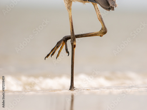 Great blue heron legs on beach
