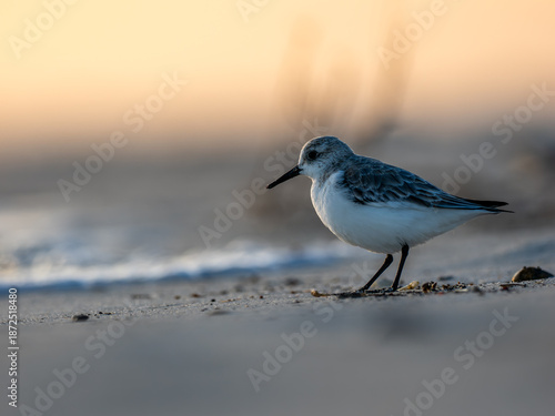 Sanderling on beach at sunset