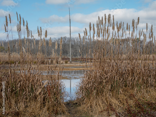 Dead tree trunk through reeds in a marsh in winter